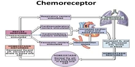 Chemoreceptor - Assignment Point