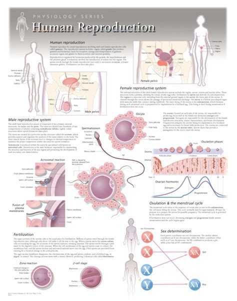 Human Reproduction | Scientific Publishing