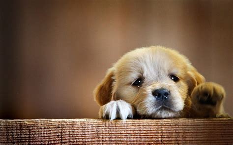 Cute Sad Puppy, Cute Cartoon Puppy HD wallpaper | Pxfuel