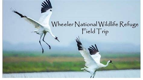 Wheeler NWR Field Trip | Alapark