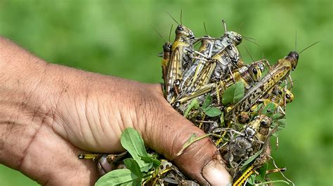 Pakistan claims devastating locust attack brought under control ...