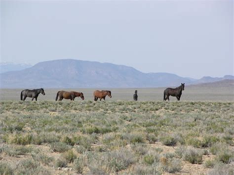 DSCN0072 | Lincoln County Nevada | Flickr