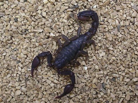 Wild Texas: 5 most common scorpions, habitats and more