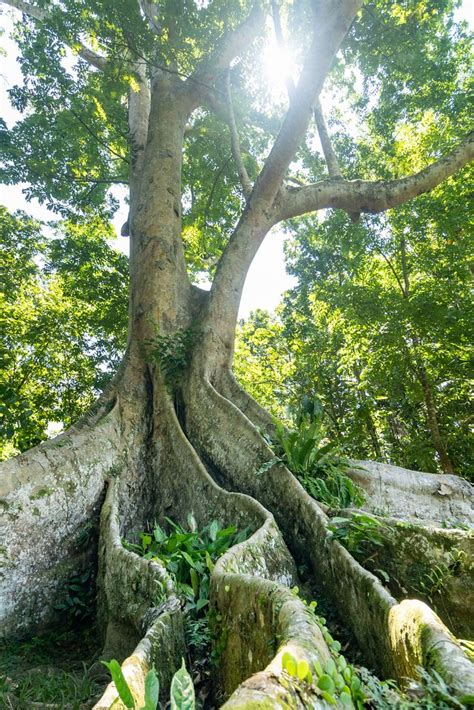 [OPINION] Choose native trees over exotics for climate resilience and biodiversity conservation