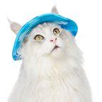 Out of Stock - FRISCO UPF 45 Cooling River Watercolor Dog & Cat Bucket Hat, X-Small/Small ...