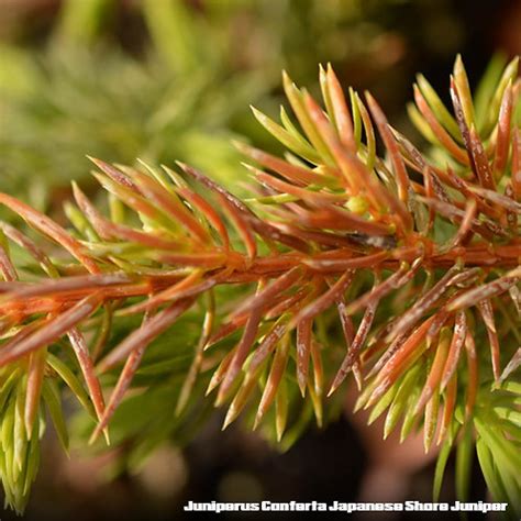 Juniperus Conferta Japanese Shore Juniper | potplantheavenperth