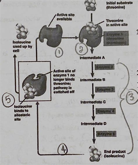 Bio 12 / Unit 3 / Feedback Inhibition Diagram Diagram | Quizlet