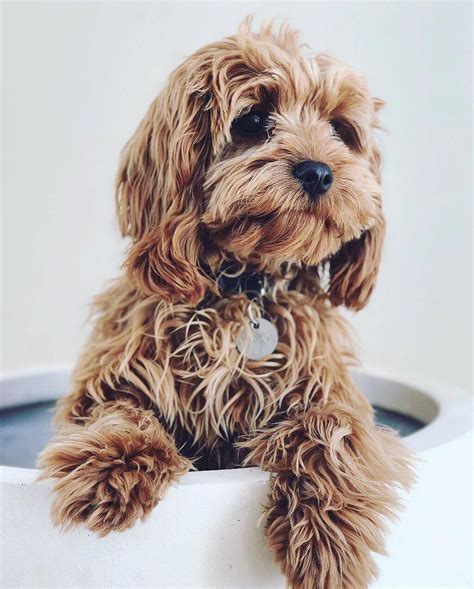 Whats The Difference Between A Cavapoo And A Cavoodle