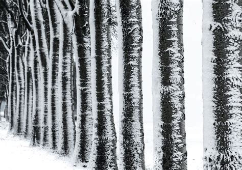 Free Images : tree, trunk, black and white, woody plant, monochrome photography, biome, line ...