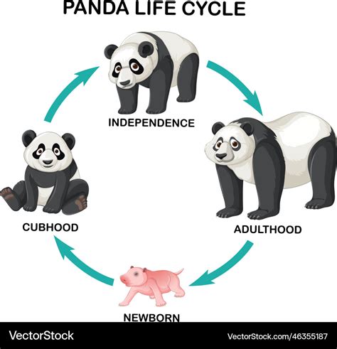 Panda life cycle infographic Royalty Free Vector Image