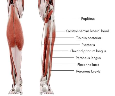 Popliteus Muscle Injury: Causes, Symptoms, and Effective Physiotherapy Treatment