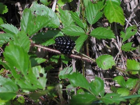 Foraging Texas: Dewberry