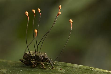 Weevil with cordyceps fungus (Ophiocordyceps curculionum) | Cordyceps fungus, Fungi, Cordyceps