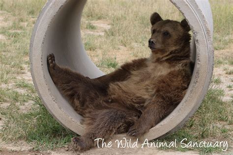 The Wild Animal Sanctuary nonprofit in Keenesburg, CO | Volunteer, Read ...