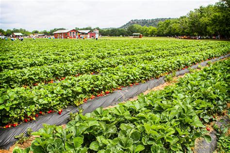 It's Berry Season in Texas. Here's Where to Pick Your Own. – Texas Monthly