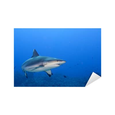 Sticker A grey shark jaws ready to attack underwater close up portrait - PIXERS.UK