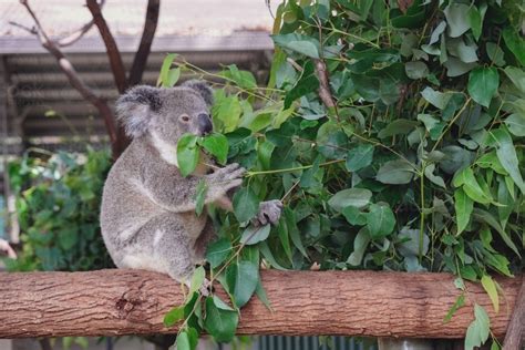 Image of Koala bear eating leaves - Austockphoto