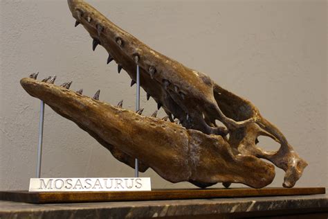 Limited Edition Mosasaurus Skull Fossil flying - Etsy