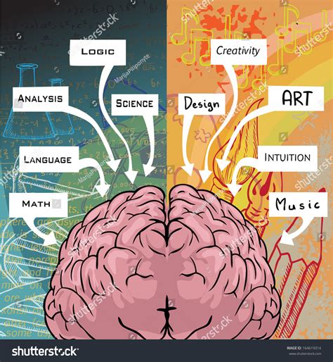 Left Right Side Brain Logic Creativity: vector de stock (libre de regalías) 164619314 | Shutterstock