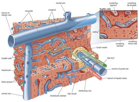 Bile Salts - The Definitive Guide | Biology Dictionary