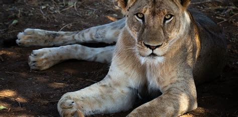 Lion farming in South Africa: fresh evidence adds weight to fears of ...