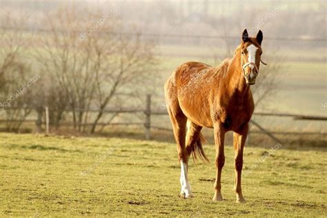 Horse in the field at sunset — Stock Photo © nature78 #2508075