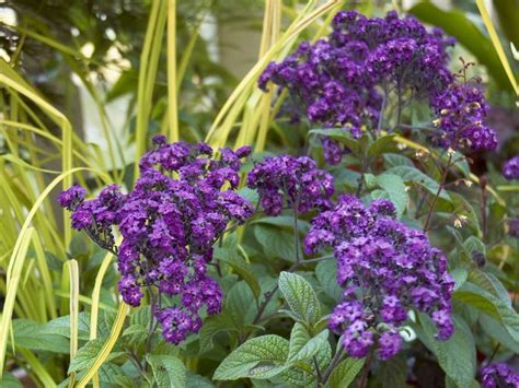 Bedding Plants Purple - Garden Plant