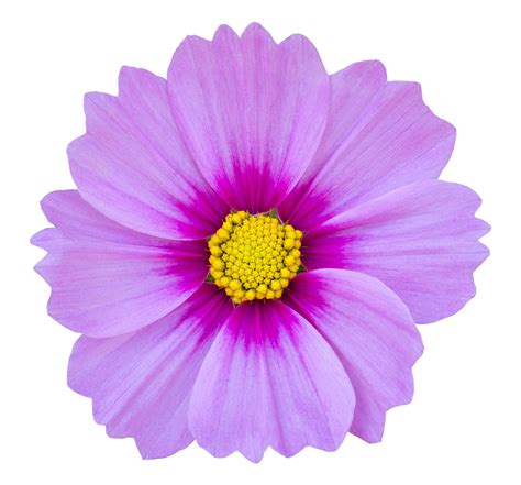 blue cosmos flower isolated on white with clipping path 17725107 Stock ...