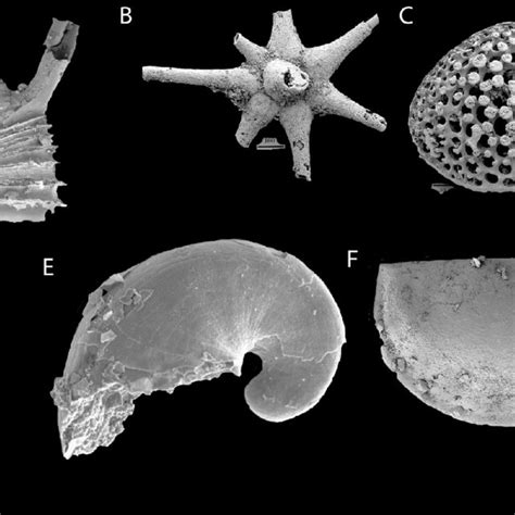 An approximate timeline of the Cambrian period and late Ediacaran period. | Download Scientific ...