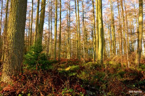 Wallpaper : temperate broadleaf and mixed forest, ecosystem, spruce fir ...