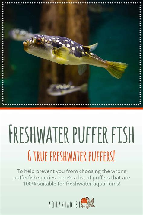 Freshwater puffer fish | 6 true freshwater puffers! - Aquariadise