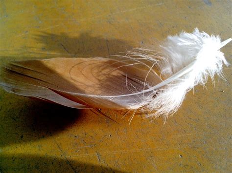 Free picture: yellowish, white, chicken, feather