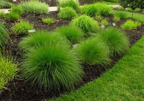 LAWN AND GARDEN: Ornamental grass can add a unique look to landscaping ...