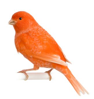 Red-Factor Canary Personality, Food & Care – Pet Birds by Lafeber Co.