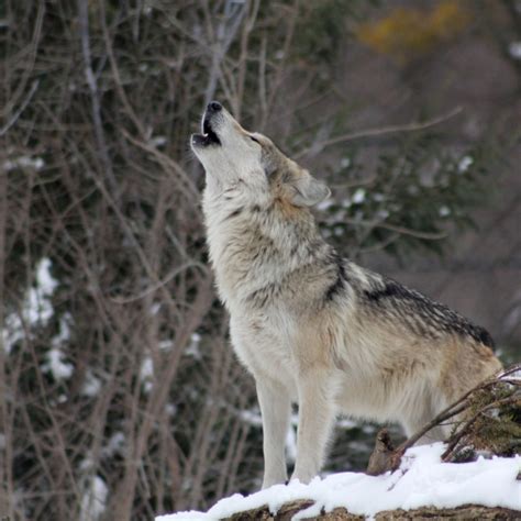 512x512 wolf, howling, snow 512x512 Resolution Wallpaper, HD Animals 4K Wallpapers, Images ...