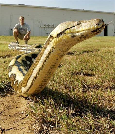 World's Longest Snake Dies | World biggest snake, Long snake, Snake story