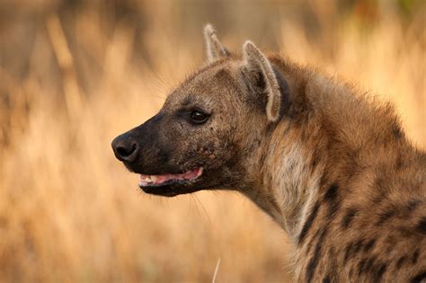 Spotted Hyena Mashatu hunting | Hyena, Africa animals, Animals