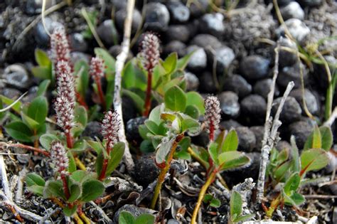 Trees Planet: Salix arctica - Arctic Willow