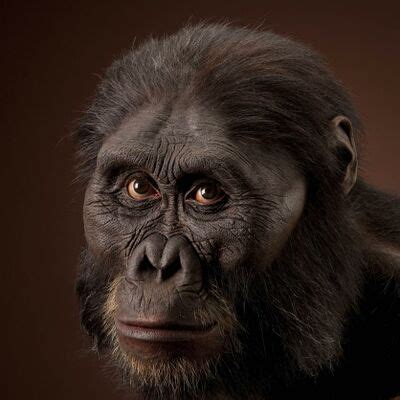 Australopithecus afarensis - Ancestors: The Humankind Odyssey Wiki