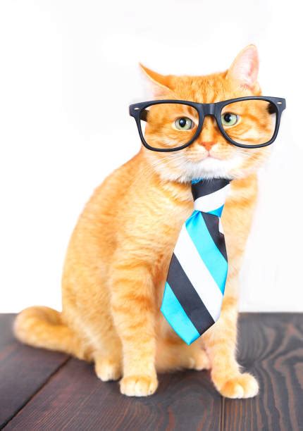 Nerd Cat Stock Photos, Pictures & Royalty-Free Images - iStock