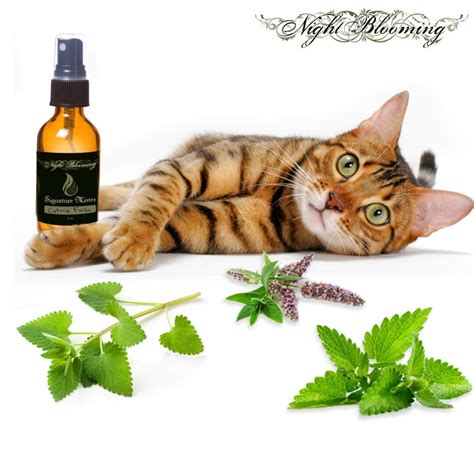 Organic Catnip Spray: Natural Catnip Toy Purrfect Gift for Cat Lover - Etsy