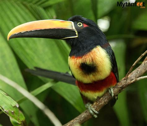 Costa Rica Birds: Best Places for Bird Watching | Costa rica wildlife ...