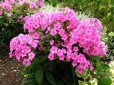 Garden Phlox (phlox paniculata) | Pink garden, Creeping phlox, Ground ...