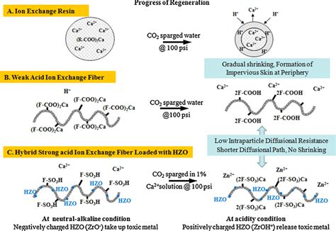 A schematic depicting the progress of regeneration for three... | Download Scientific Diagram