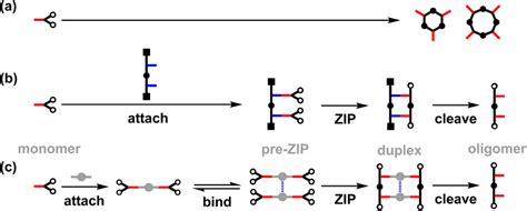 (a) Untemplated oligomerization of the monomer (red) gives a mixture of ...