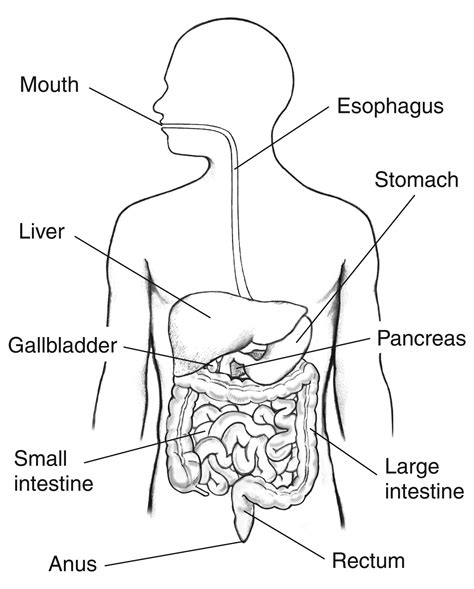 48+ Printable Diagram Of The Human Digestive System Background ...