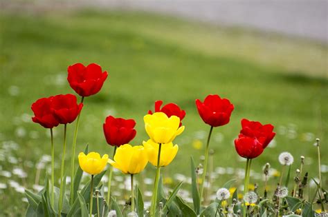 1920x1080 wallpaper | red and yellow flowers | Peakpx