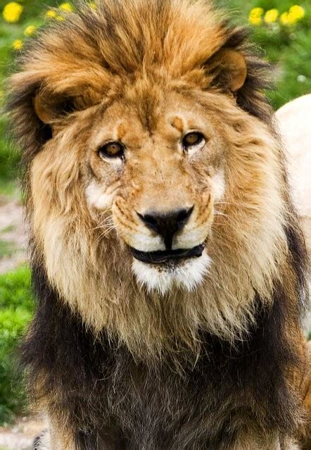 Smiling Lion | I have never seen a lion smile before. | By: wkhc | Flickr - Photo Sharing!