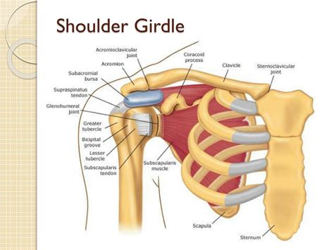 Shoulder Girdle Bone Anatomy