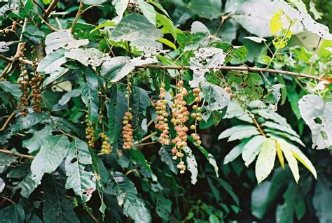 Alchornea cordifolia - jakie ma zastosowania w medycynie naturalnej ...